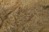 Dinosaur (Triceratops) Frill Shield Edge - Montana #316908-4